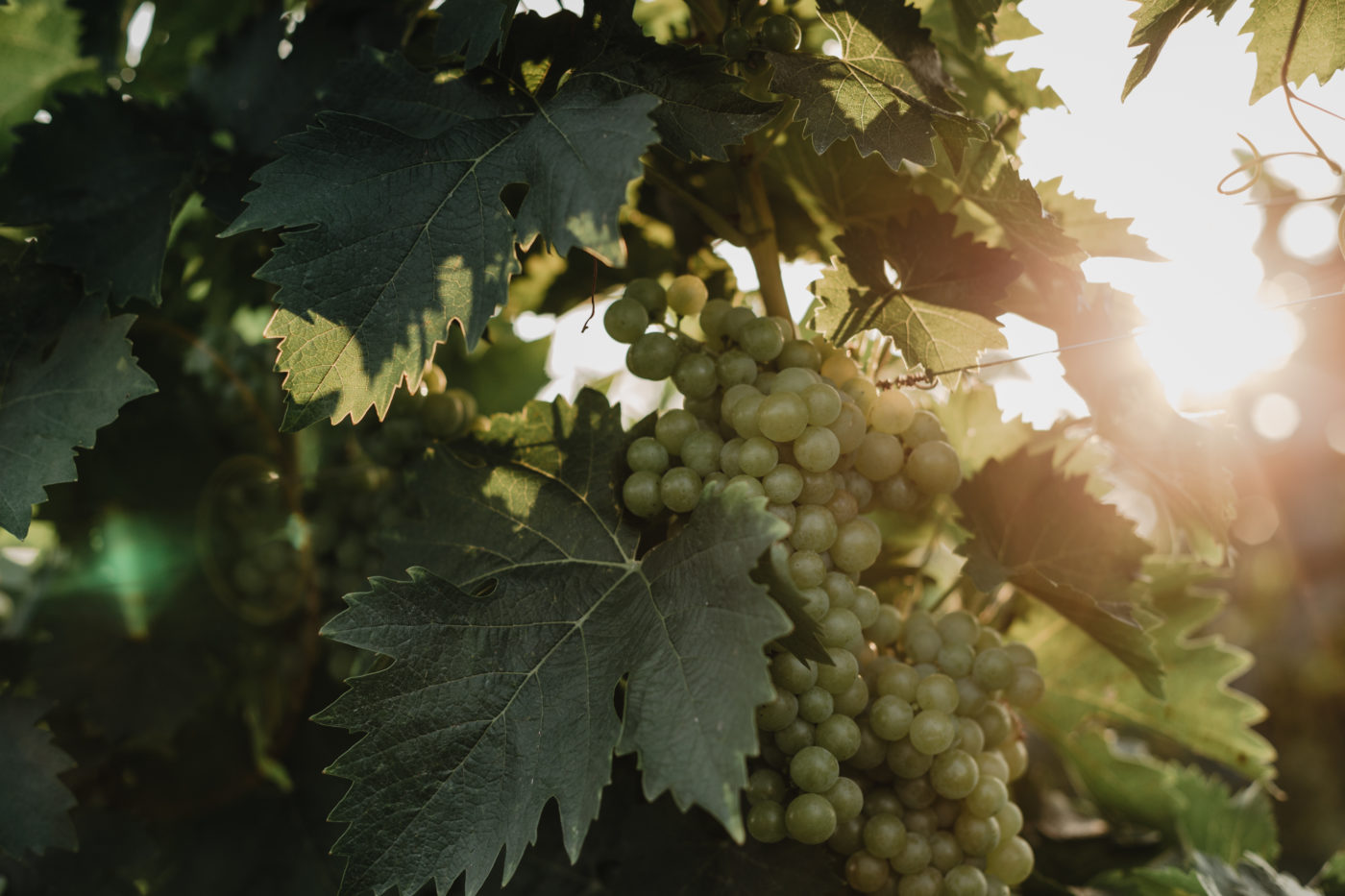 Weingut