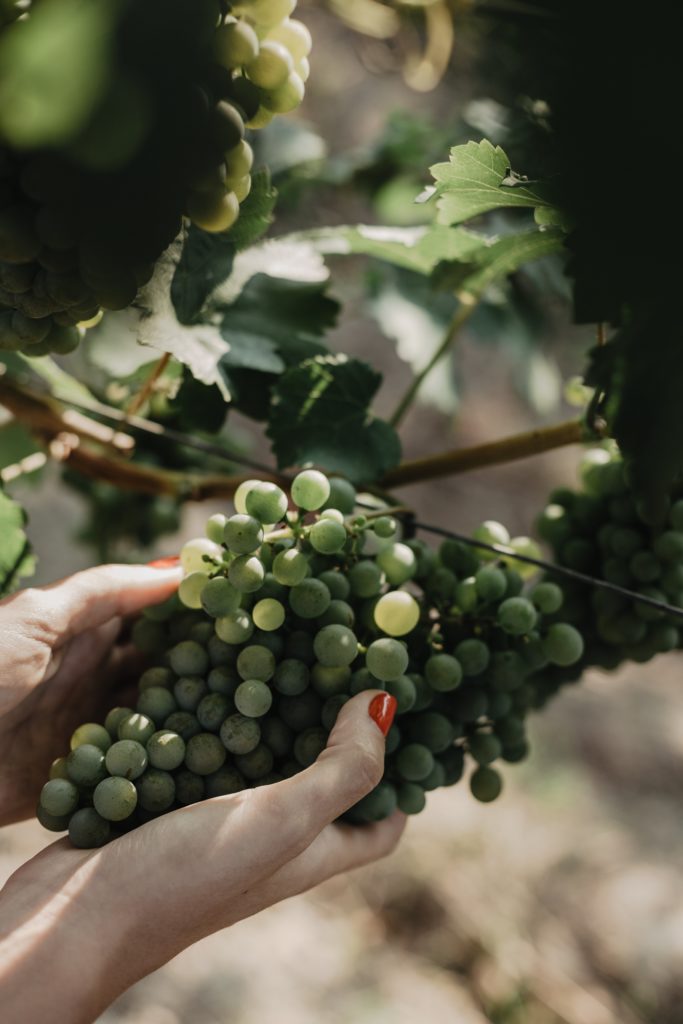 Winery
